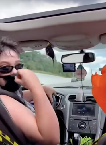 Insane Lyft Driver Flips Out When Asked to Follow Speed Limit – Kicks Passenger Out on the Freeway